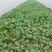 西充槐树茄子苗（尾货处理，不含运费）