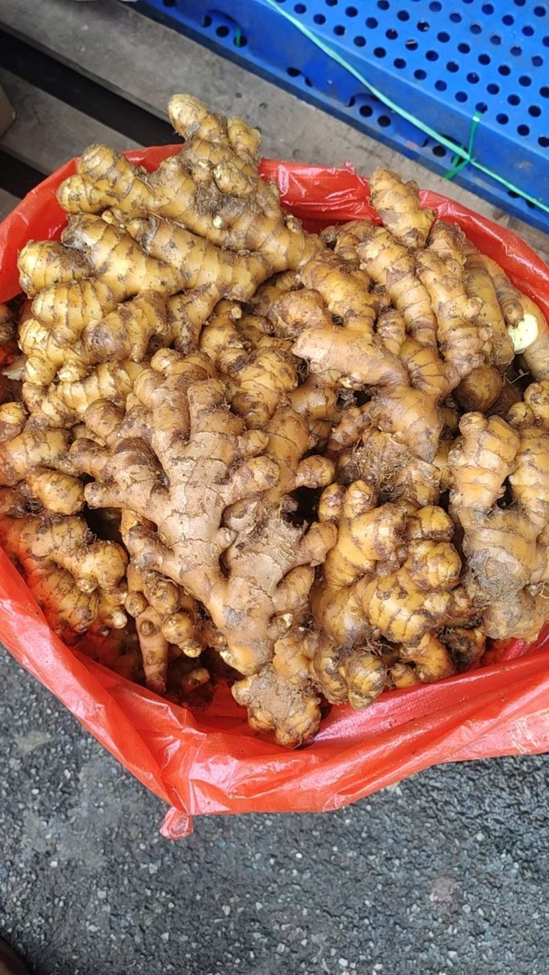 郑重承诺，彬州大黄姜，一手货源，全国发货，坏烂全赔