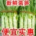 圆叶莴笋，叶好杆子美，无虫无病无空心，需要联系
