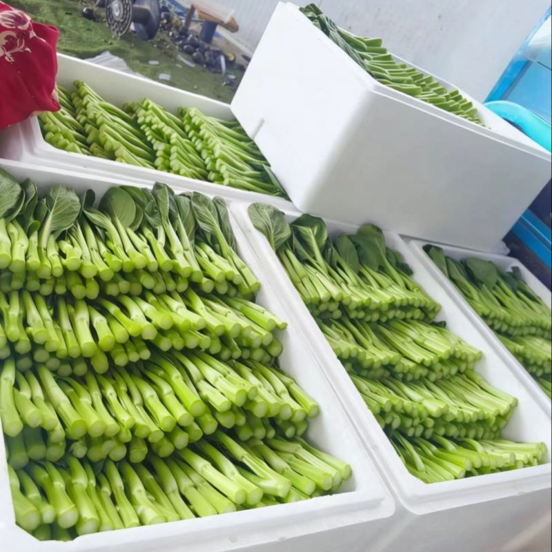 广东菜心基地直发，质量保证