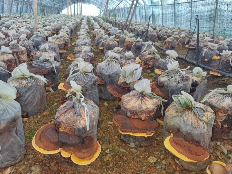 【桑黄块】东北人工种植桑黄块/精选桑黄块/对接全网保真