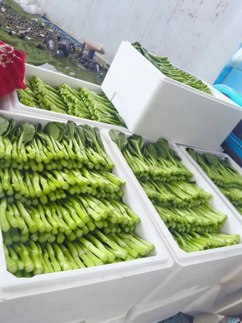 广东菜心基地直发，质量保证