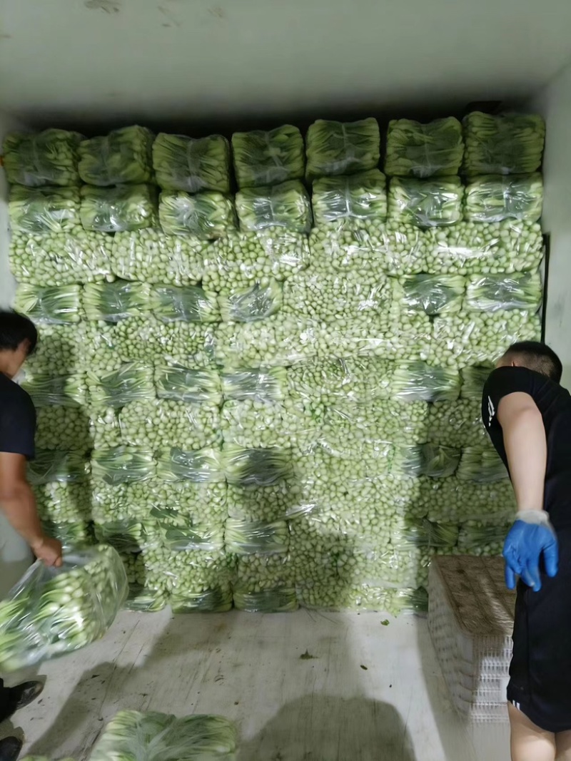 广东菜心基地直发，质量保证