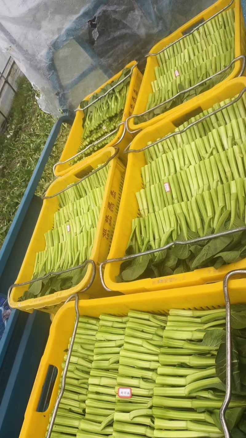广东菜心基地直发，质量保证
