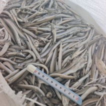 山东威海石岛船冻饲料沙里钻，喂螃蟹，喂鱼。