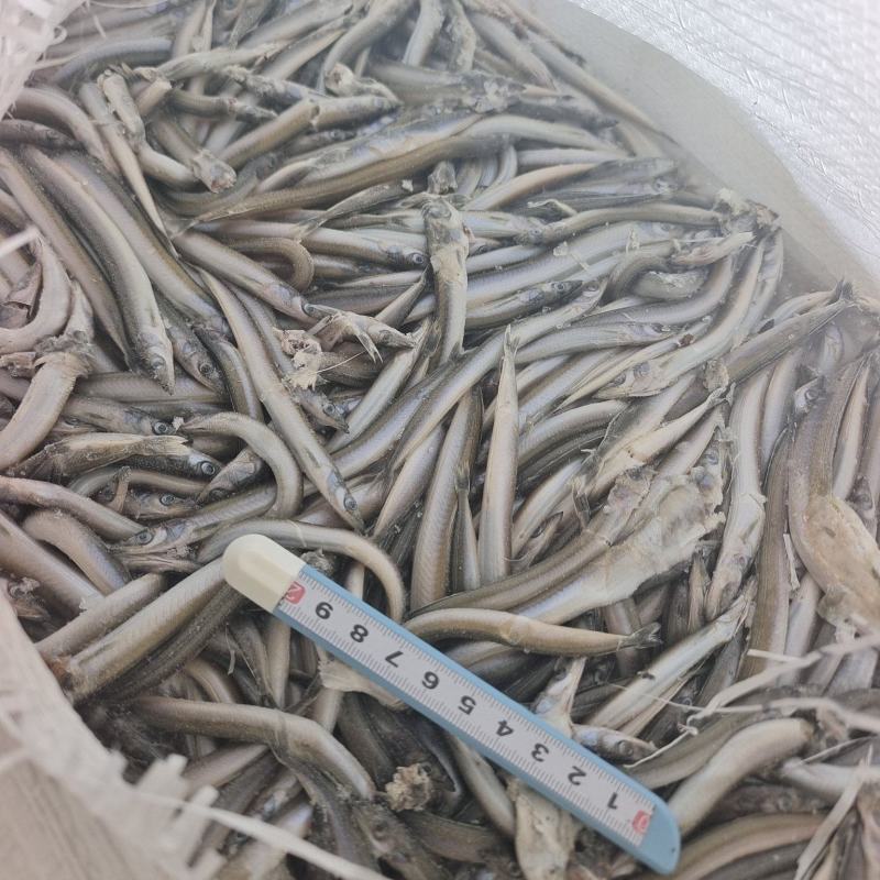 山东威海石岛船冻饲料沙里钻，喂螃蟹，喂鱼。