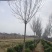 6至10公分定植白蜡
