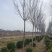6至10公分定植白蜡