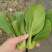 精品油菜上海青产地供货全国供应质量保证