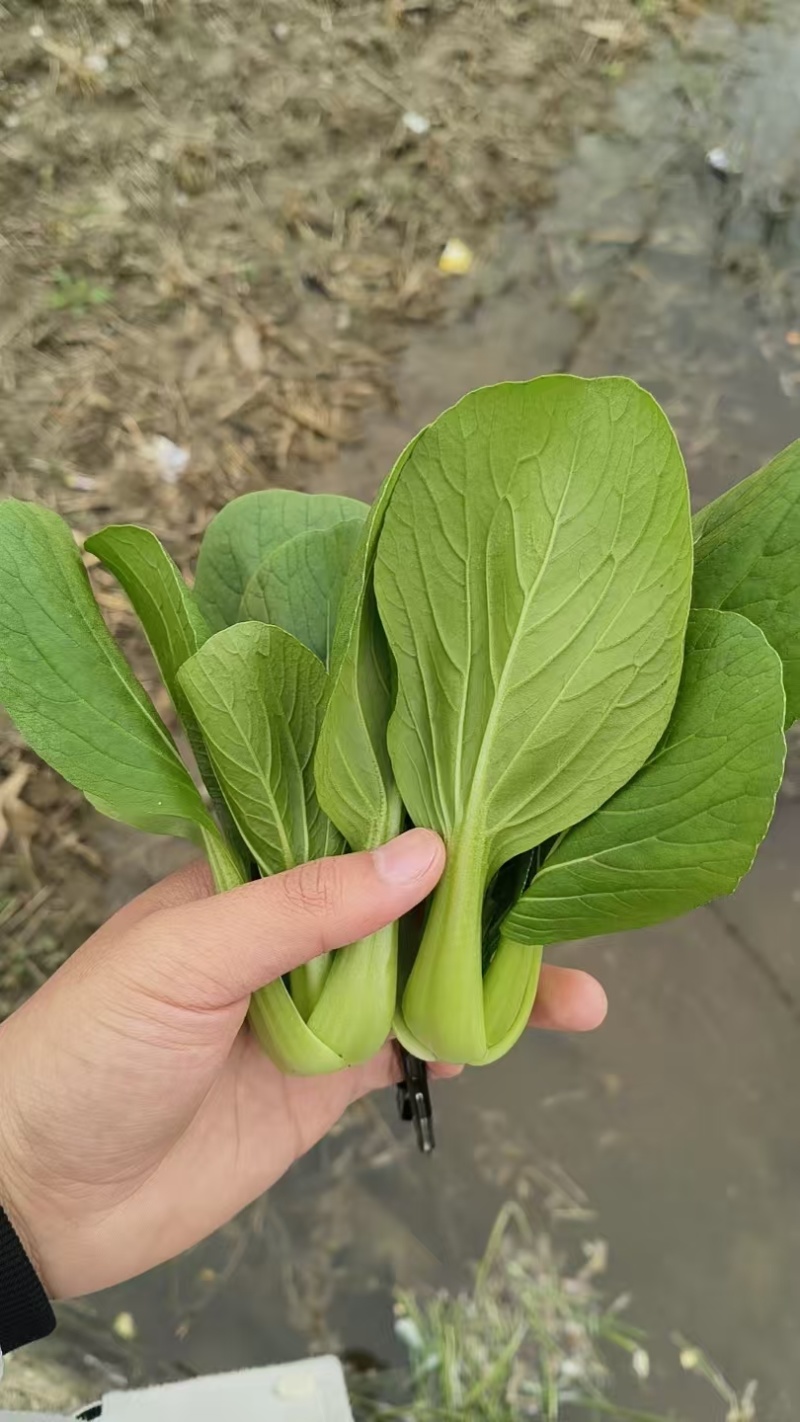 精品油菜上海青产地供货全国供应质量保证