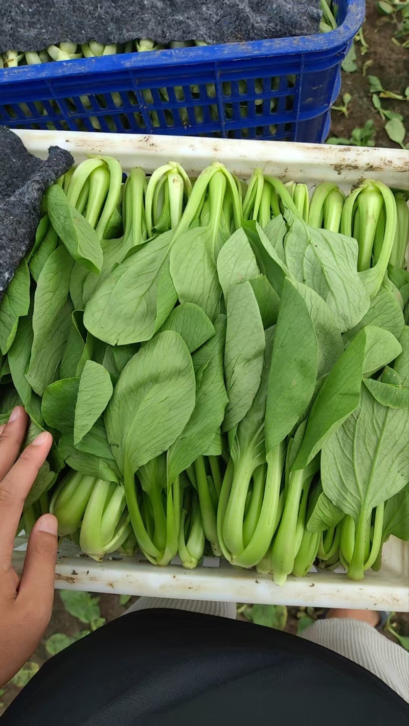 精品油菜上海青产地供货全国供应质量保证