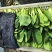 精品油菜上海青产地供货全国供应质量保证