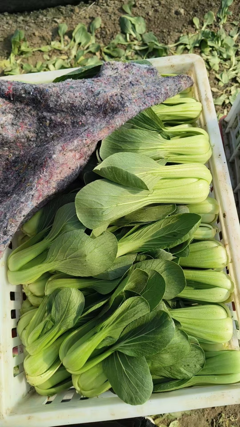精品油菜上海青产地供货全国供应质量保证