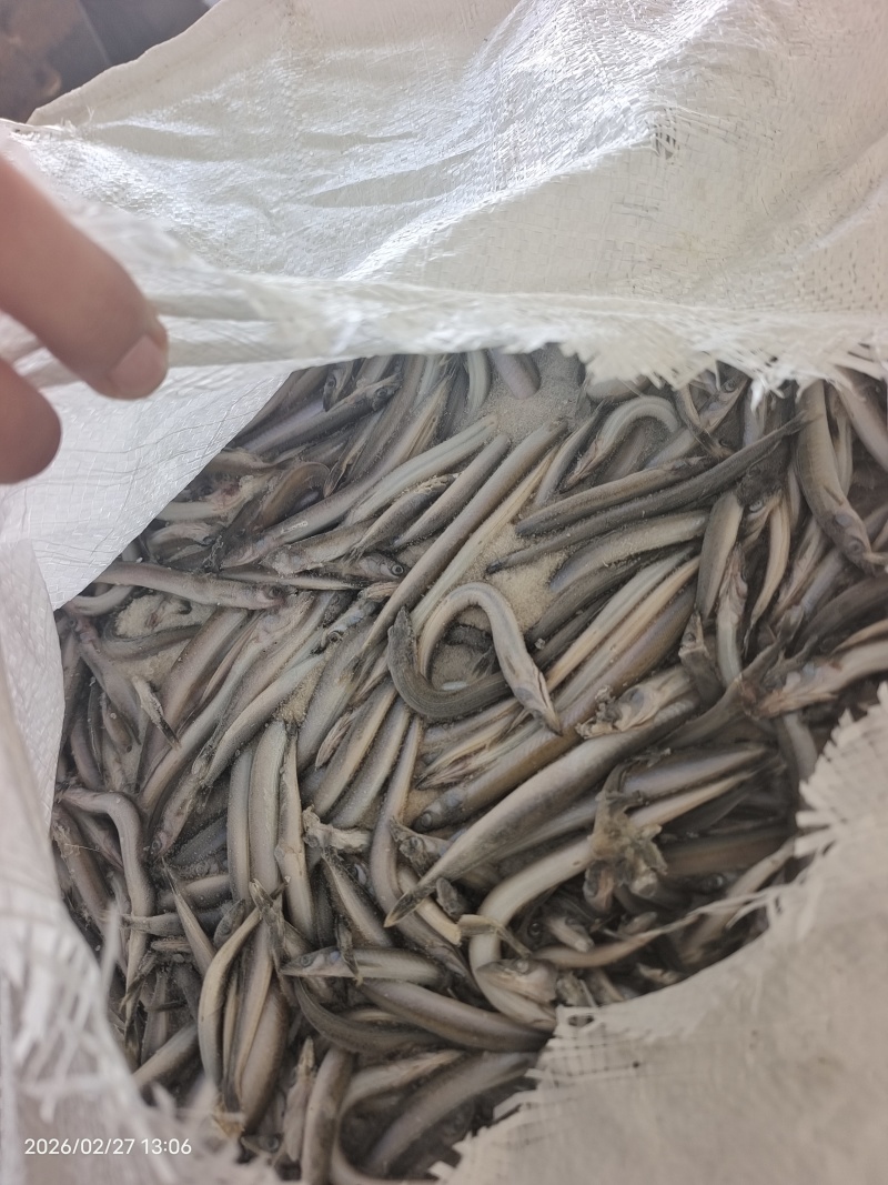 山东威海石岛船冻饲料沙里钻，喂螃蟹，喂鱼。
