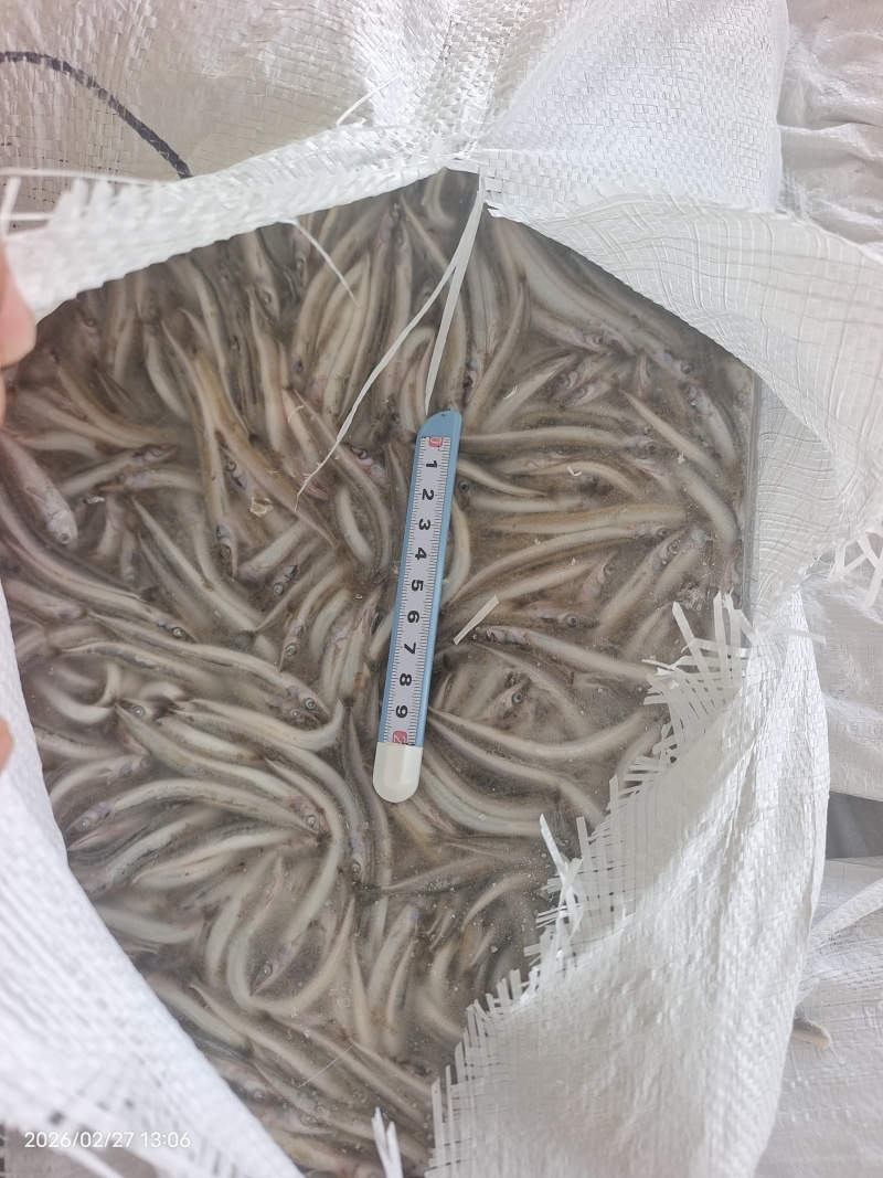 山东威海石岛船冻饲料沙里钻，喂螃蟹，喂鱼。