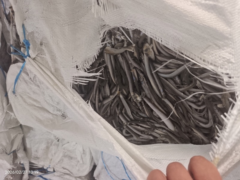 山东威海石岛船冻饲料沙里钻，喂螃蟹，喂鱼。