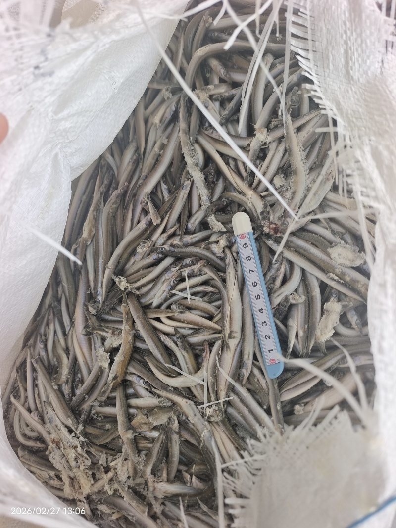 山东威海石岛船冻饲料沙里钻，喂螃蟹，喂鱼。