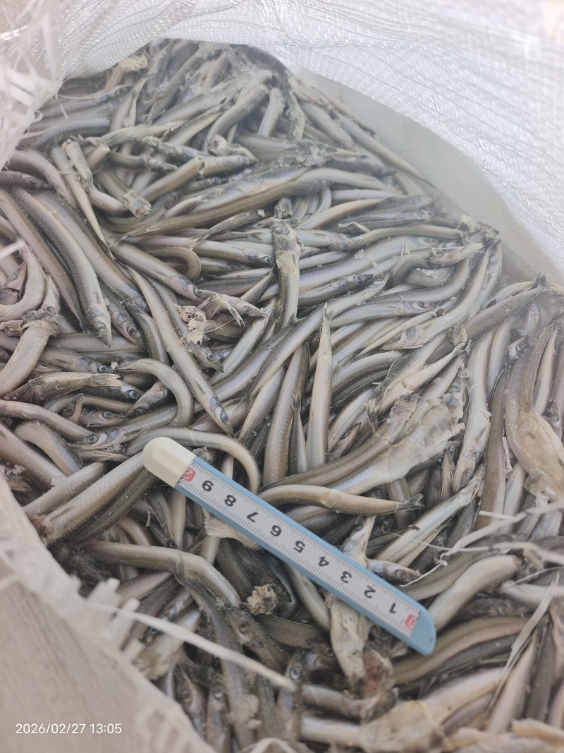山东威海石岛船冻饲料沙里钻，喂螃蟹，喂鱼。