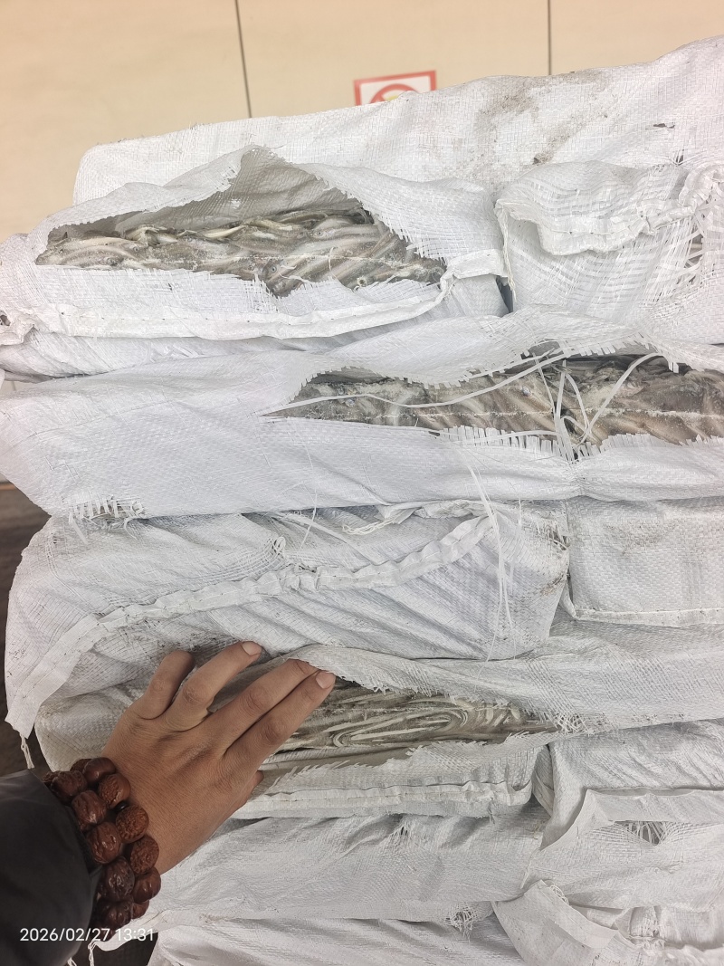 山东威海石岛船冻饲料沙里钻，喂螃蟹，喂鱼。