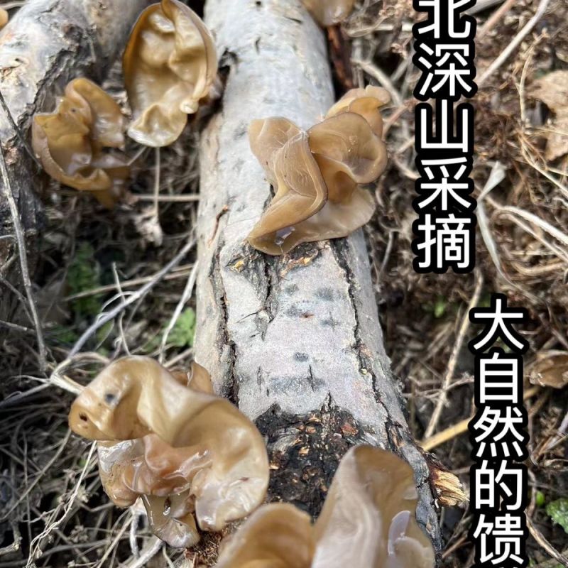 东北黑木耳大量上市，全国发货，欢迎进店沟通