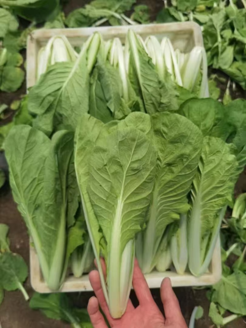 [推荐]安徽阜阳小白菜快菜产地直发全国发货