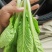 [推荐]安徽阜阳小白菜快菜产地直发全国发货