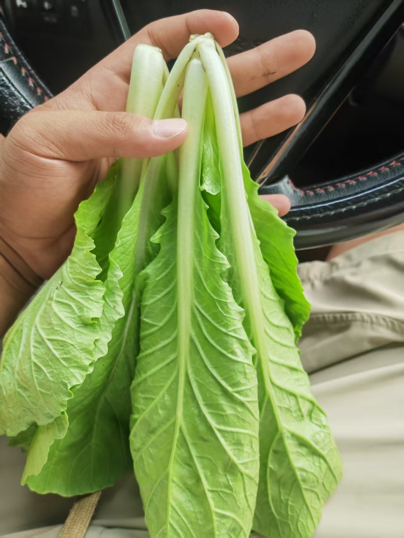 [推荐]安徽阜阳小白菜快菜产地直发全国发货