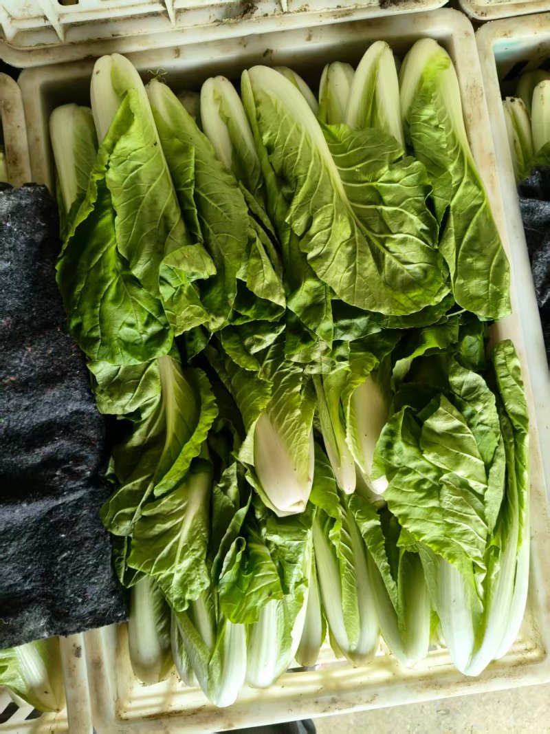 [推荐]安徽阜阳小白菜快菜产地直发全国发货