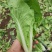 [推荐]安徽阜阳小白菜快菜产地直发全国发货
