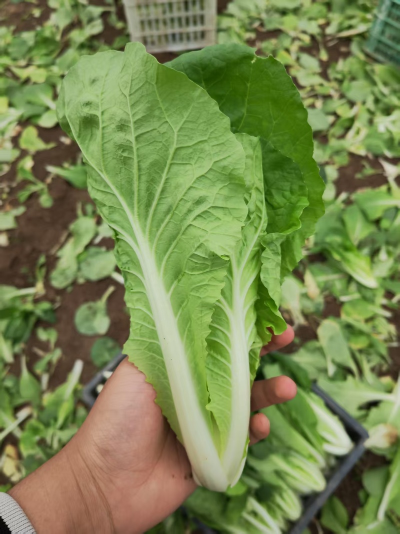 [推荐]安徽阜阳小白菜快菜产地直发全国发货