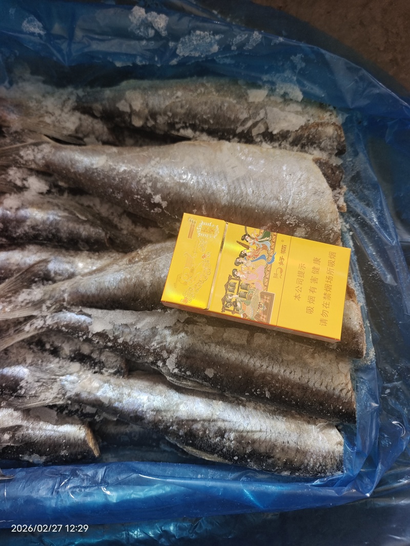 山东威海石岛去头青鱼10斤板