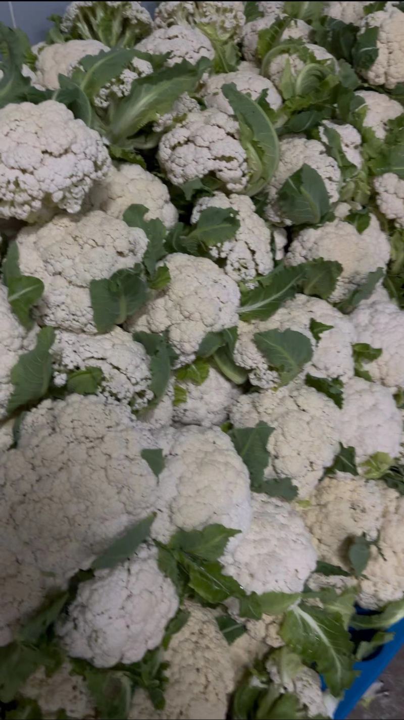 【热卖】精品青梗松花菜种植基地直发保质保量欢迎选购