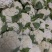 【热卖】精品青梗松花菜种植基地直发保质保量欢迎选购
