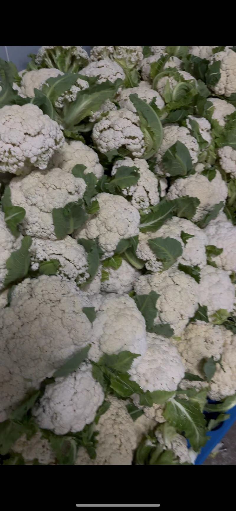 【热卖】精品青梗松花菜种植基地直发保质保量欢迎选购
