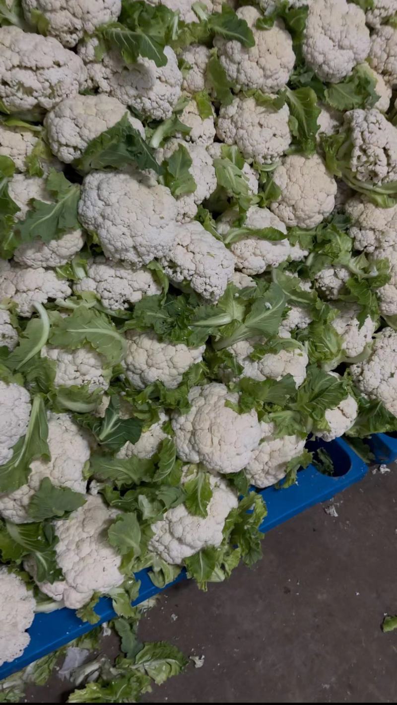 【热卖】精品青梗松花菜种植基地直发保质保量欢迎选购