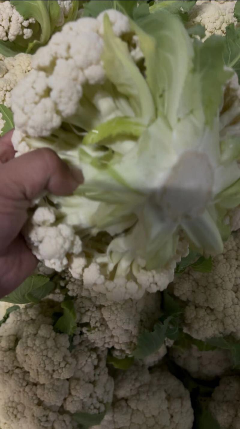 【热卖】精品青梗松花菜种植基地直发保质保量欢迎选购