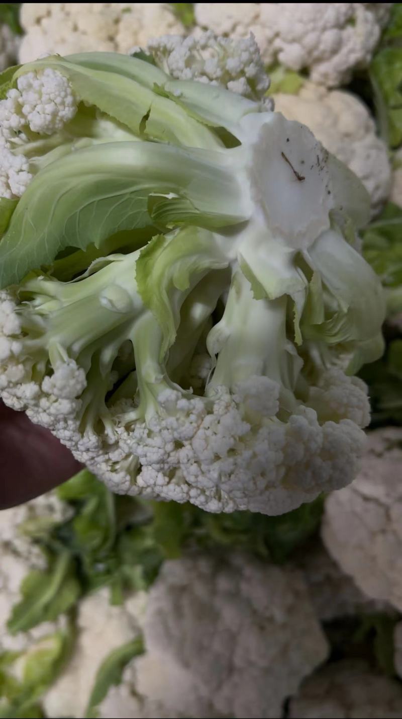 【热卖】精品青梗松花菜种植基地直发保质保量欢迎选购
