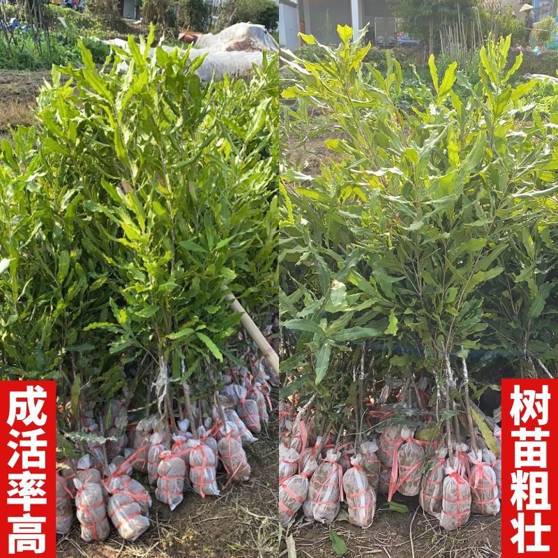 澳洲坚果树苗嫁接苗桂热1号夏威夷果树苗干果树苗