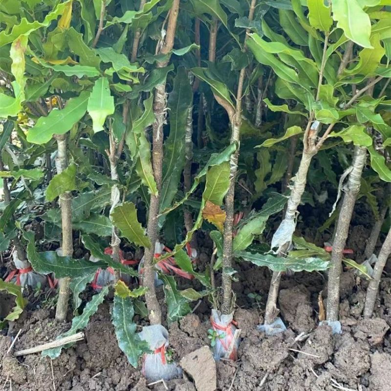 澳洲坚果树苗嫁接苗桂热1号夏威夷果树苗干果树苗