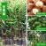 澳洲坚果树苗嫁接苗桂热1号夏威夷果树苗干果树苗