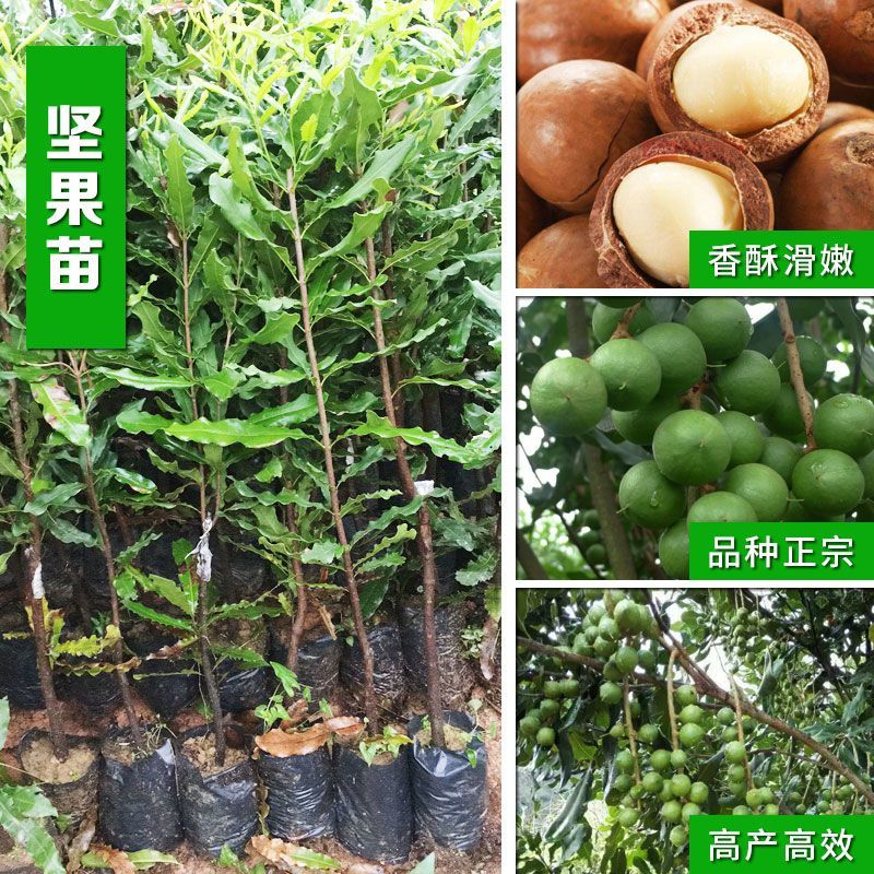 澳洲坚果树苗嫁接苗桂热1号夏威夷果树苗干果树苗