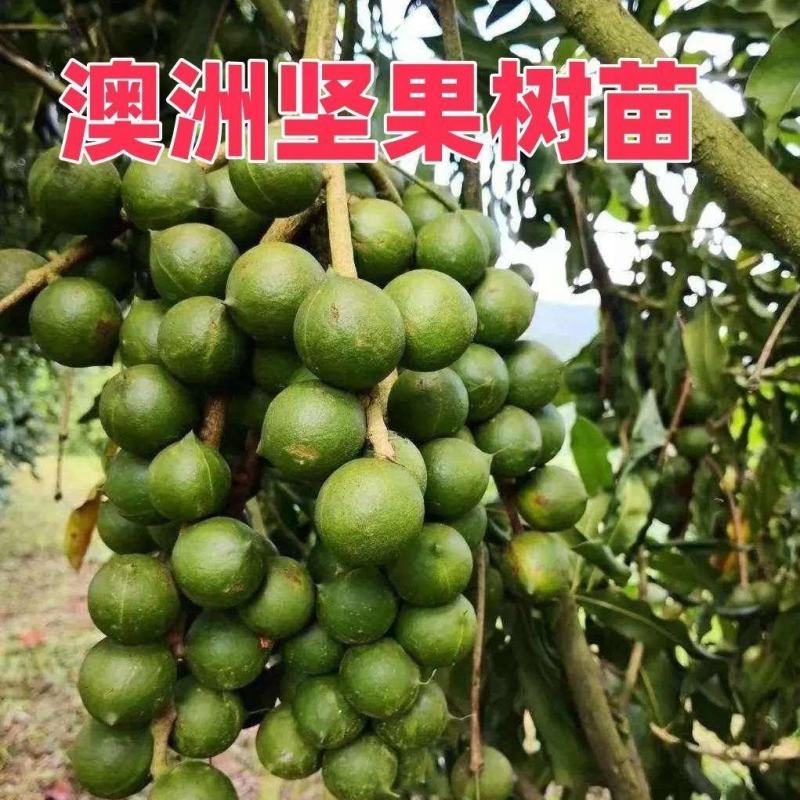 澳洲坚果树苗嫁接苗桂热1号夏威夷果树苗干果树苗