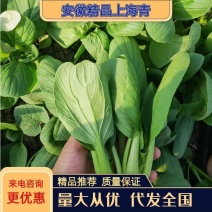 精品油菜上海青产地供货全国供应质量保证