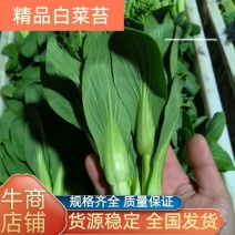 大棚精品上海青苔，毛白菜苔质量保证，产地直达！