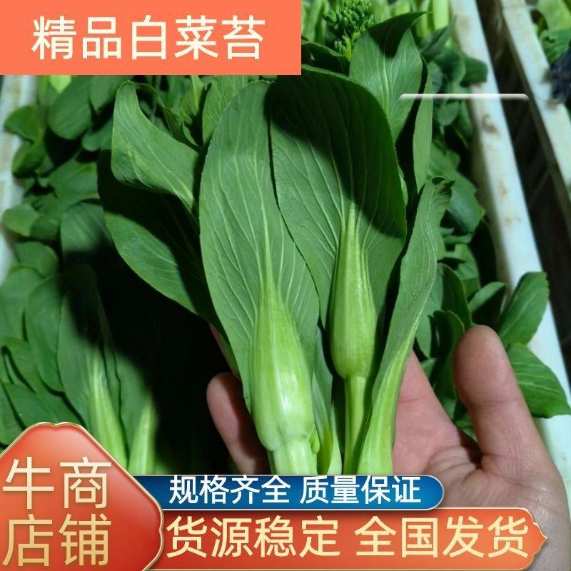 大棚精品上海青苔，毛白菜苔质量保证，产地直达！