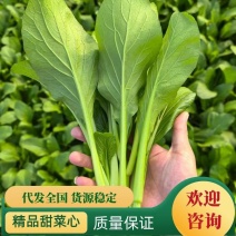 安徽甜菜心/一手货源产地全国批发诚信经营