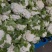 【热卖】精品青梗松花菜种植基地直发保质保量欢迎选购