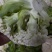 【热卖】精品青梗松花菜种植基地直发保质保量欢迎选购