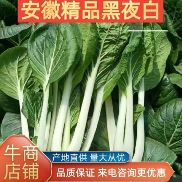 精品黑叶白小白菜基地供应稳定货源保质保量