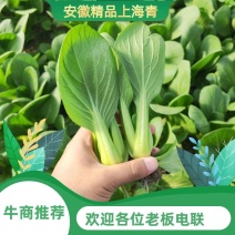 [热卖]安徽上海青油菜质量保证产地直发专业代办
